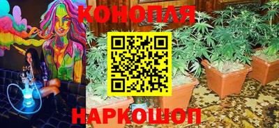 шишки Аргун